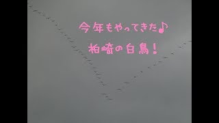 10月15日早くも飛来した柏崎の白鳥！！