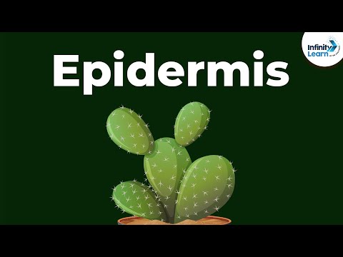 What is the role of dermal tissue?