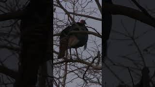 Wild Turkey Decline Wildturkeyscience Shorts