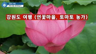 강원도 화천 서오지리 연꽃마을 과 화악산 토마토 농가방문 (Hwacheon Lotus Village)