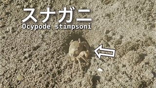 【スナガニ】むきエビを巣穴近くに置いて観察してみたところ…