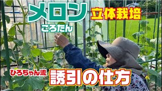 ころたん栽培【定植39日目】子蔓を誘引します【誘引】【メロン】【ころたん】【高知】