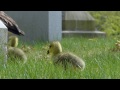 goslings eating a dandelion