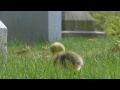 goslings eating a dandelion