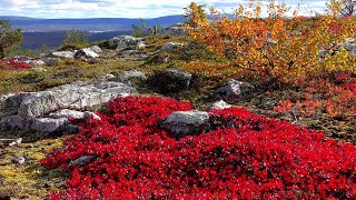 Taisto Tammi - Syksyn muistoja (sanat)