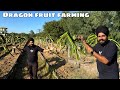 Richest farming of Nagaland dragon fruit farming