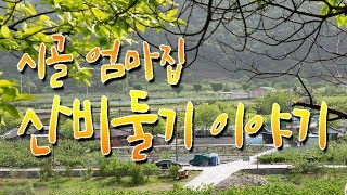 고향이야기,  시골어머니, 시골 엄마집 산비둘기 이야기