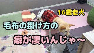 16歳老犬毛布の掛け方変！？