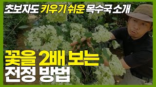 초보자도 키우기 쉬운 목수국 소개 및 꽃을 2배 보는 전정 방법 공개!