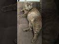 british shorthair hamilelik süreleri 53 57 gündür