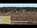 Herd of India wild ass (Equus hemionus khur) - Gujarat, India