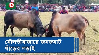 মৌলভীবাজারে জমজমাট ষাঁড়ের লড়াই