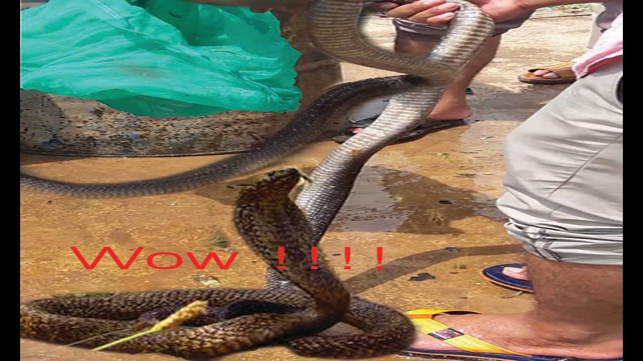 Cambodia- EATING COBRA SNAKE - YouTube