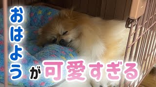 ポメラニアン子犬の毎日のおはようがかわいすぎました！