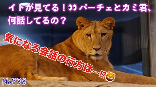 No238 🦁 岩の上から観察するイト👀 パーチェとカミ君の気になる会話とは？　#lion #動物園 #zoo