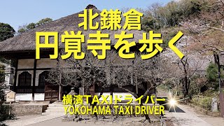 円覚寺 北鎌倉にある鎌倉五山第二位の名刹「円覚寺」桜が咲き誇る春の日に広い境内を歩いて来ました。　#神奈川#鎌倉#北鎌倉#鎌倉五山#円覚寺#Japan#Kamakura#Bushi#OldTemple