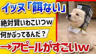 【2ch動物スレ】イッヌ「おかぁしゃん、みて」