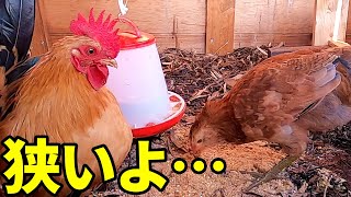 【鶏小屋改造】鶏が大きくなって小屋がもう持たん…【リフォームの匠】48話目