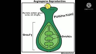 Reproduction in Angiosperm, Pollination, Fertilization सपुष्प वनस्पती मधील फलन प्रक्रिया,परागीभवन