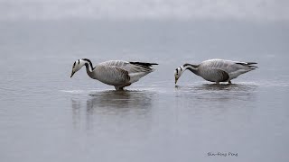 斑頭雁/白頭雁/Bar-headed Goose