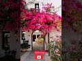 bougainvillea plant | Bougainvillea plant idea for home