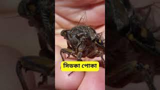 কোন প্রাণি টানা ১৭ বছর ঘুমায়?