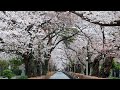 Sakura Tunnel at Aoyama Cemetery | Best Cherry Blossom Viewing Spot in Tokyo Japan