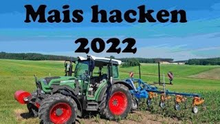 Mais hacken mit Fendt Vario 211 und Schmotzerhacke