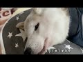 認知症の寝たきり柴犬の食事の時の悩みや疑問（老犬）（シニア犬）（老犬介護）（ダックスフンド）（多頭飼い）