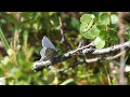 plebejus optilete juolukkasinisiipi 130715 kilpisjärvi