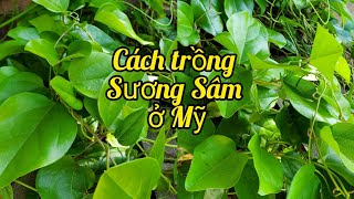 Cách trồng và chăm sóc Sương Sâm có lá ăn quanh năm. Vườn sạch ở Mỹ