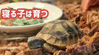 ヒガシヘルマンリクガメのお迎えについてと、リクガメの赤ちゃんにお迎えして初めてゴハンを上げた結果・・・