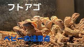 【フトアゴヒゲトカゲ】ベビーはこれだけに注意‼