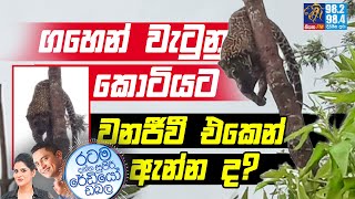 Siyatha FM MORNING SHOW-2022 08 09 | ගහෙන් වැටුනු කොටියට වනජීවී එකෙන් ඇන්න ද?