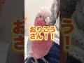 オウムの口が汚れてたので指摘したら大惨事になったww【モモイロインコ】 shorts