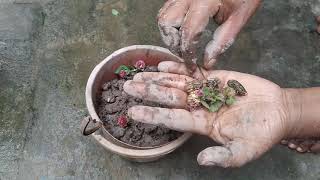 Baby Gulmohar Chara Gach