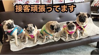 【パグカフェ・pugcafe】パグカフェ、今日も元気にみんな接客頑張ってま〜す。