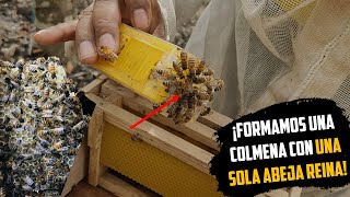 Con una Abeja Reina formamos una comunidad de Abejas 🐝