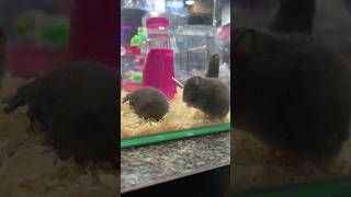 ആദ്യമായാണ് ഈ ജീവിയെ കാണുന്നത് 🐹#hamster