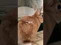 ご帰宅うさぎ🐰　 かわいい animals cute ネザーランドドワーフ ペット もふもふ ほのぼの 動物 うさぎ 癒し rabbit pets 帰宅部 帰宅