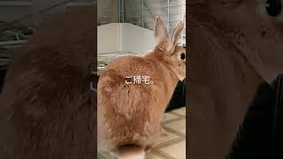 ご帰宅うさぎ🐰　#かわいい #animals #cute #ネザーランドドワーフ #ペット #もふもふ #ほのぼの #動物 #うさぎ #癒し #rabbit #pets #帰宅部 #帰宅