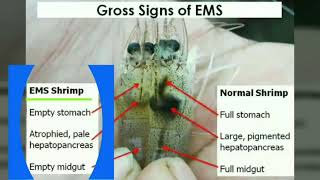 Vannamei Disease EMS, White Gut, WFS, Whit Spot, Shrimp EMS disease prevention with bile acids.