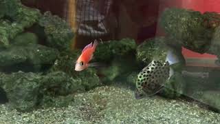 Scat fish VS Angry cichlid Wild FIGHT