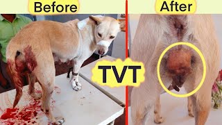 Transmissible Venereal Tumor (TVT) in Bitch🔥🔥 | Amazing improvement 👏 | Chemotherapy | @Vetstudy