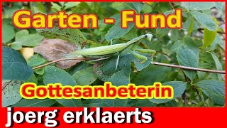 Gottesanbeterin in meinem Garten angekommen