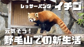 イチゴちゃん　野毛山での新生活　 (レッサーパンダ／Red Panda）