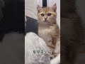 萌宠出道计划 猫咪 小猫咪能有什么坏心眼