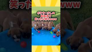 ボクサー犬さんの動画見て笑ったら寝ろwwww