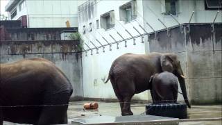 とべ動物園・媛と砥夢のプール２０１１・９/１６