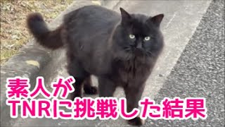 【地域猫活動】三毛猫と黒猫のTNRに素人が挑戦してみました